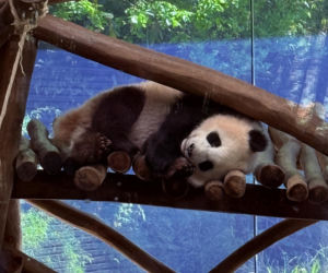Pandy ZOO Berlin