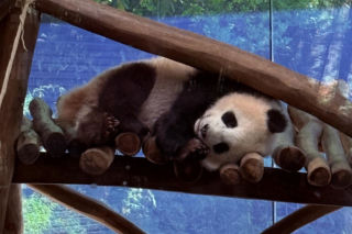 Pandy ZOO Berlin