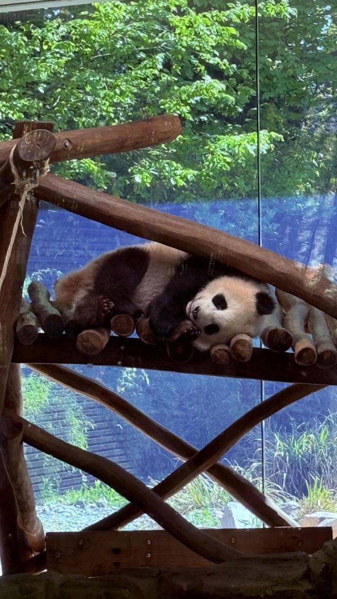 Pandy ZOO Berlin