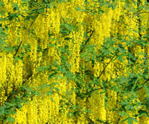 Jak skutecznie rozmnożyć złotokap? Ekspert odpowiada!