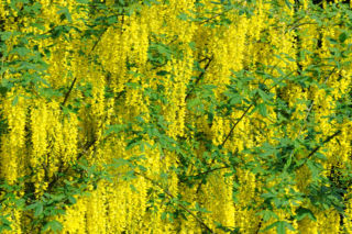 Jak skutecznie rozmnożyć złotokap? Porady od eksperta ogrodnictwa