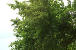 Topola osika - Populus tremula