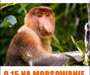 Sezon na MORSOWANIE otwarty! Zobacz najlepsze MEMY!