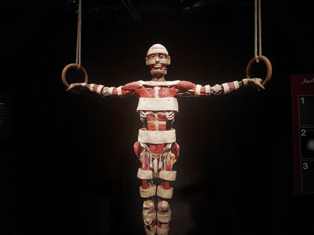 Wystawa Body Worlds w Szybie Wilson w Katowicach