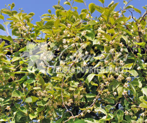 cytryniec_Clematis