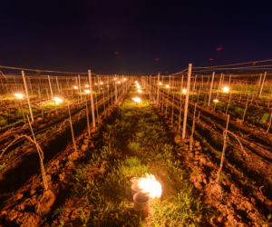 Między rzędami winorośli adrenalina miesza się dziś z pokorą. Przymrozki w winnicach