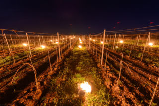Przymrozki w winnicy - podgrzewanie winorośli