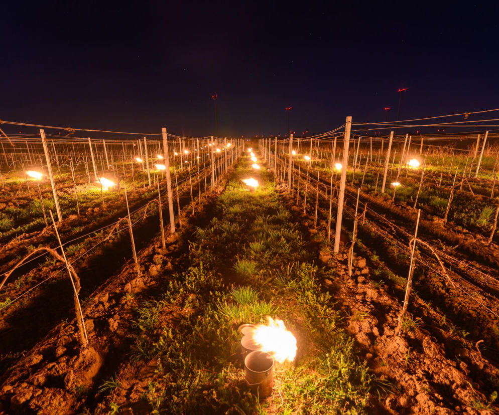 rzymrozki mocno dają się we znaki. W ruch poszły kable grzewcze, opryski wodą, świece