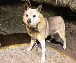 Skazał psa na powolną śmierć. Zwierzę było uwiązane na stalowej lince