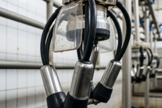 Wysokie komórki somatyczne w mleku? To może być cichy sygnał, że tracisz pieniądze