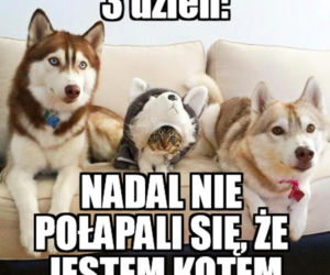 Dzień Kota 2021. Rasowe, dachowce, małe i duże. Dziś KOTY mają swoje święto [MEMY]