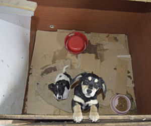 Były niedożywione i zapchlone, miały odmrożone łapy. Dramat 44 małych psów i 3 kotów