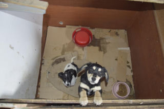 Były niedożywione i zapchlone, miały odmrożone łapy. Dramat 44 małych psów i 3 kotów