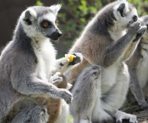 Zoo Wrocław: Lemury katta
