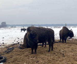 Skieblewo. Stado żubrów z Puszczy Augustowskiej wyjada karmę przeznaczoną dla krów