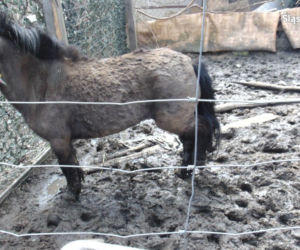 Ruda Śląska: W ogrodzie trzymał wychudzone, brudne i zaniedbane zwierzęta [ZDJĘCIA]