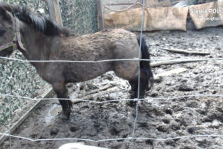 Ruda Śląska: W ogrodzie trzymał wychudzone, brudne i zaniedbane zwierzęta [ZDJĘCIA]