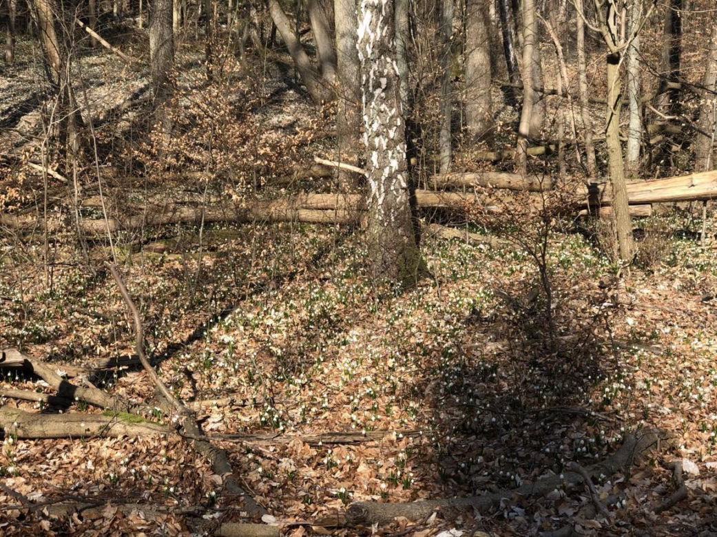 Śnieżycowy Jar - wyjątkowy rezerwat na terenie poligonu