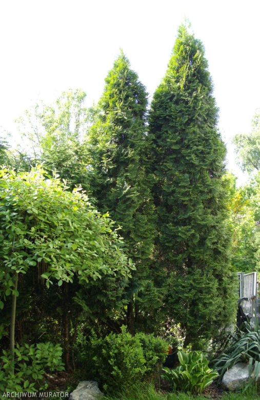 Thuja occidentalis