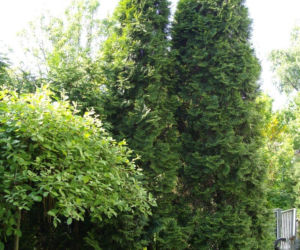 Thuja occidentalis