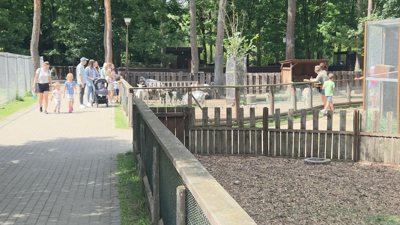 Zaglądamy do mieszkańców bydgoskiego ZOO. Kto mieszka w sercu Myślęcinka?