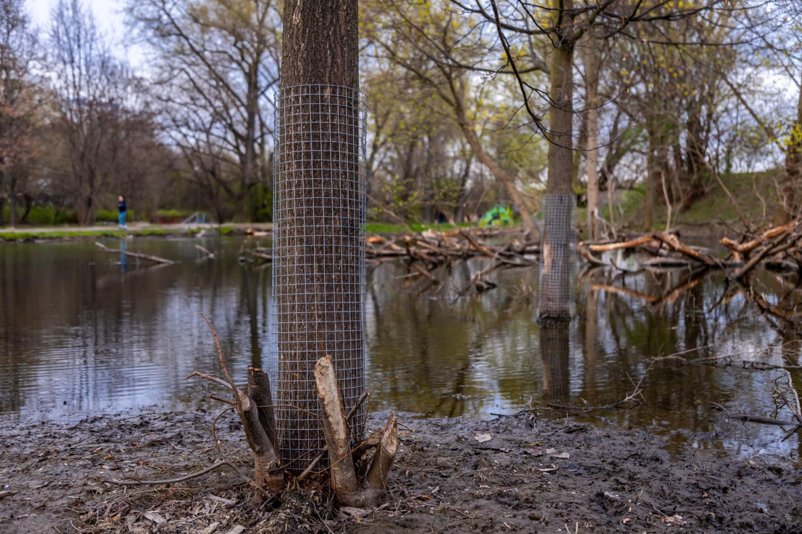 Bobrowe tamy na Potoku Służewieckim w Warszawie