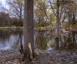 Bobrowe tamy na Potoku Służewieckim w Warszawie