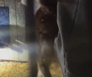 Koniec heroizmu Dody? Artystka mówi dość po dramatycznych wizytach w schroniskach