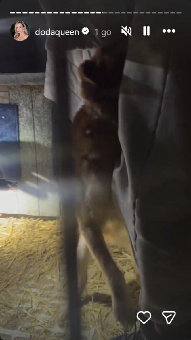 Koniec heroizmu Dody? Artystka mówi dość po dramatycznych wizytach w schroniskach