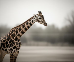 Żyrafa Aki nie żyje. Co naprawdę zabiło ulubieńca Gdańskiego Zoo?