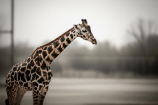 Żyrafa Aki nie żyje. Co naprawdę zabiło ulubieńca Gdańskiego Zoo?