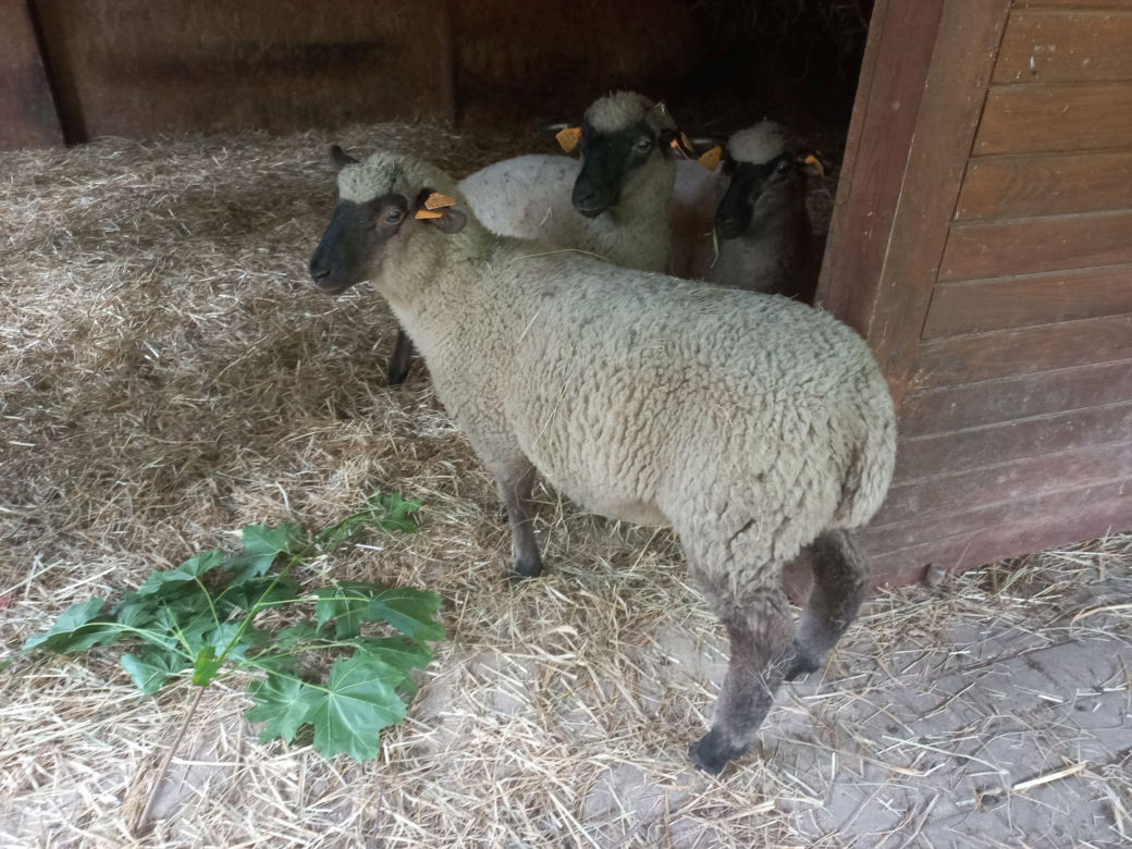 Mini ZOO w Lesznie ma nowych mieszkańców. To owce, konie i osioł