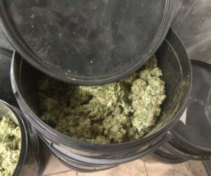 Marihuana zamiast pieczarek! Potężna plantacja w Lubelskiem