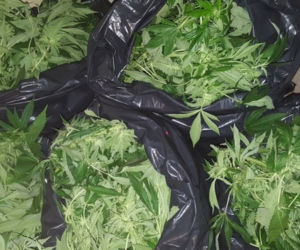 OGROMNA PLANTACJA w lesie! Policję przekonywali, że... przyszli na grzyby