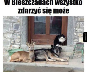 Memy o Bieszczadach
