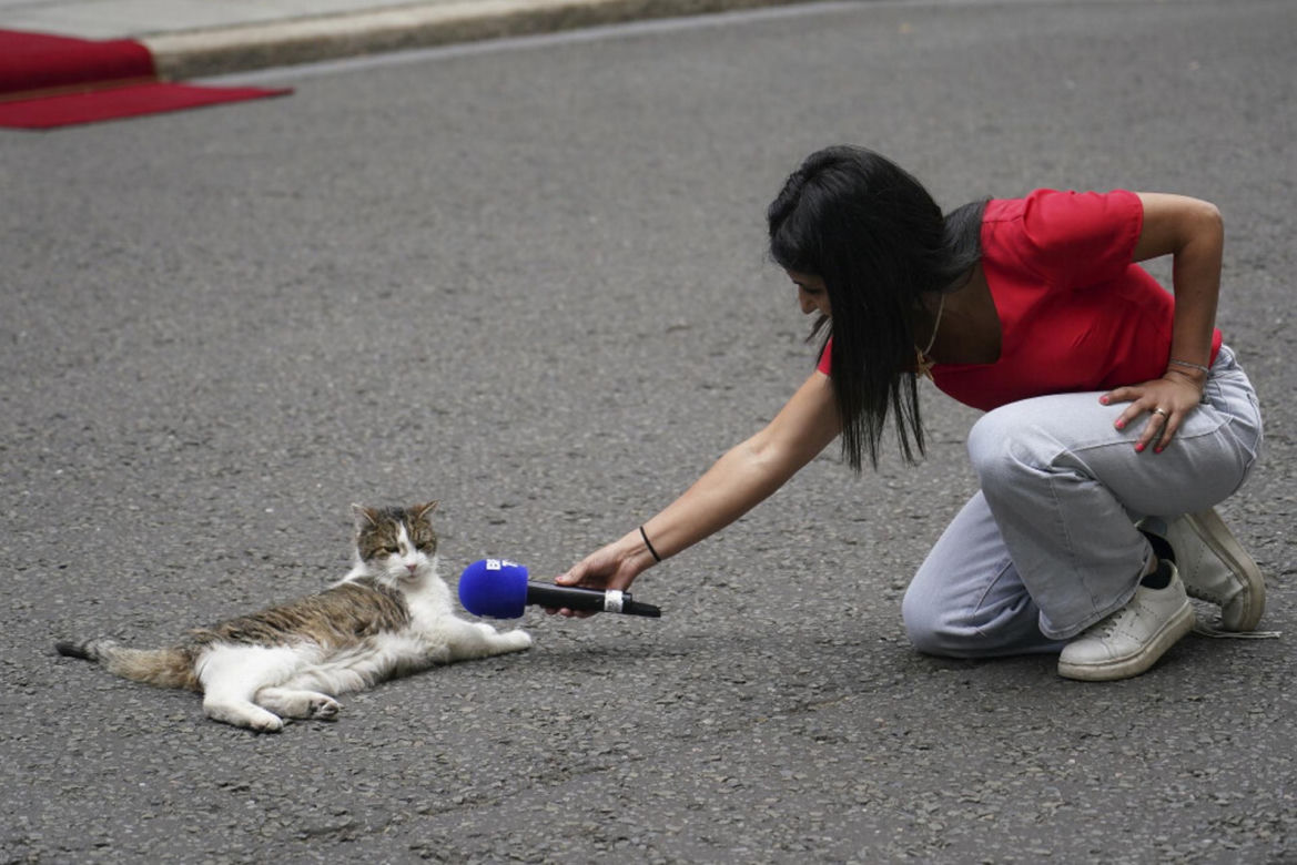 Oto Larry. Chief Mouser to the Gabinet Office