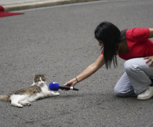 Oto Larry. Chief Mouser to the Gabinet Office