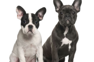 Buldog francuski: charakter, dieta, choroby