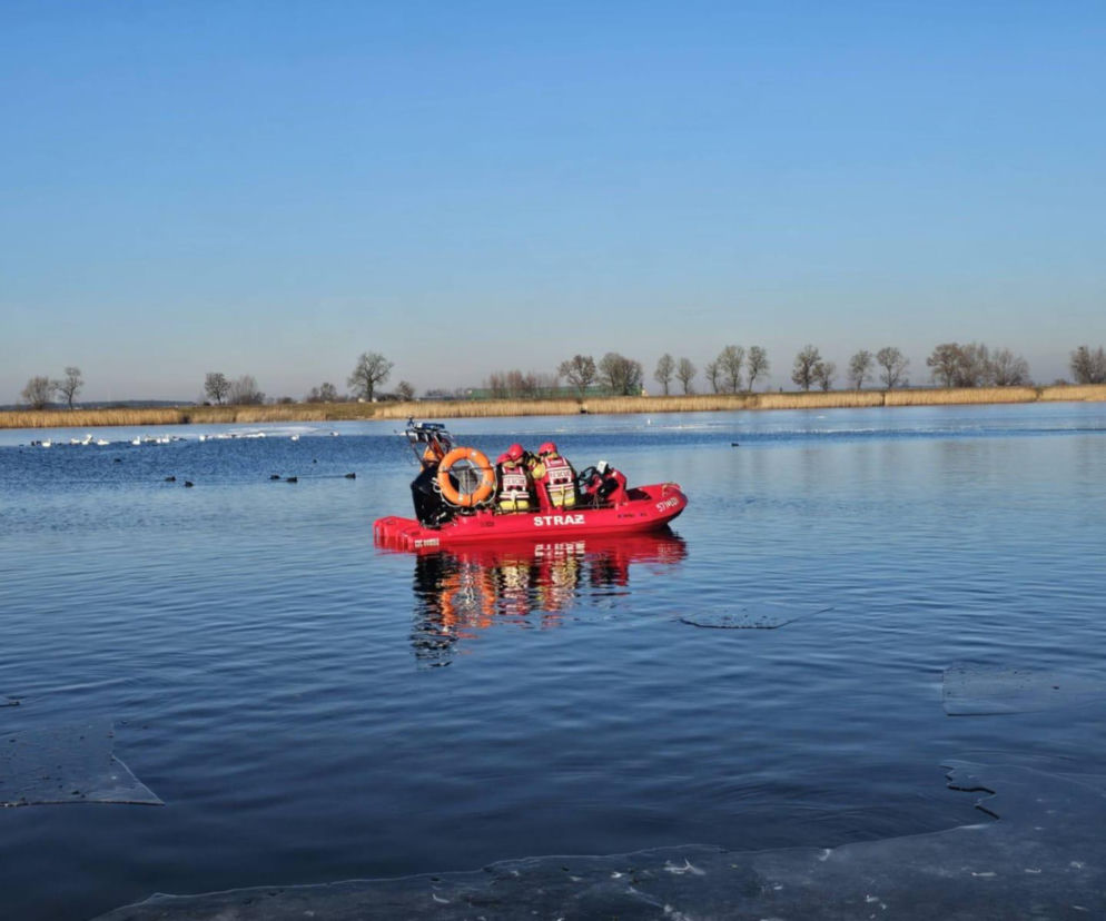 50 martwych łabędzi w Jutrosinie. Dlaczego padły?