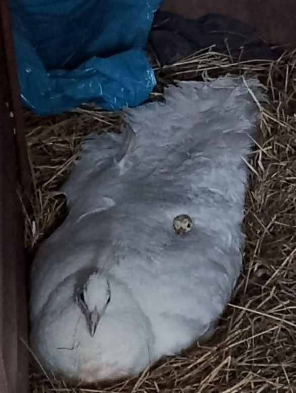 Stado pawi w Ogrodzie Saskim w Lublinie się powiększyło!