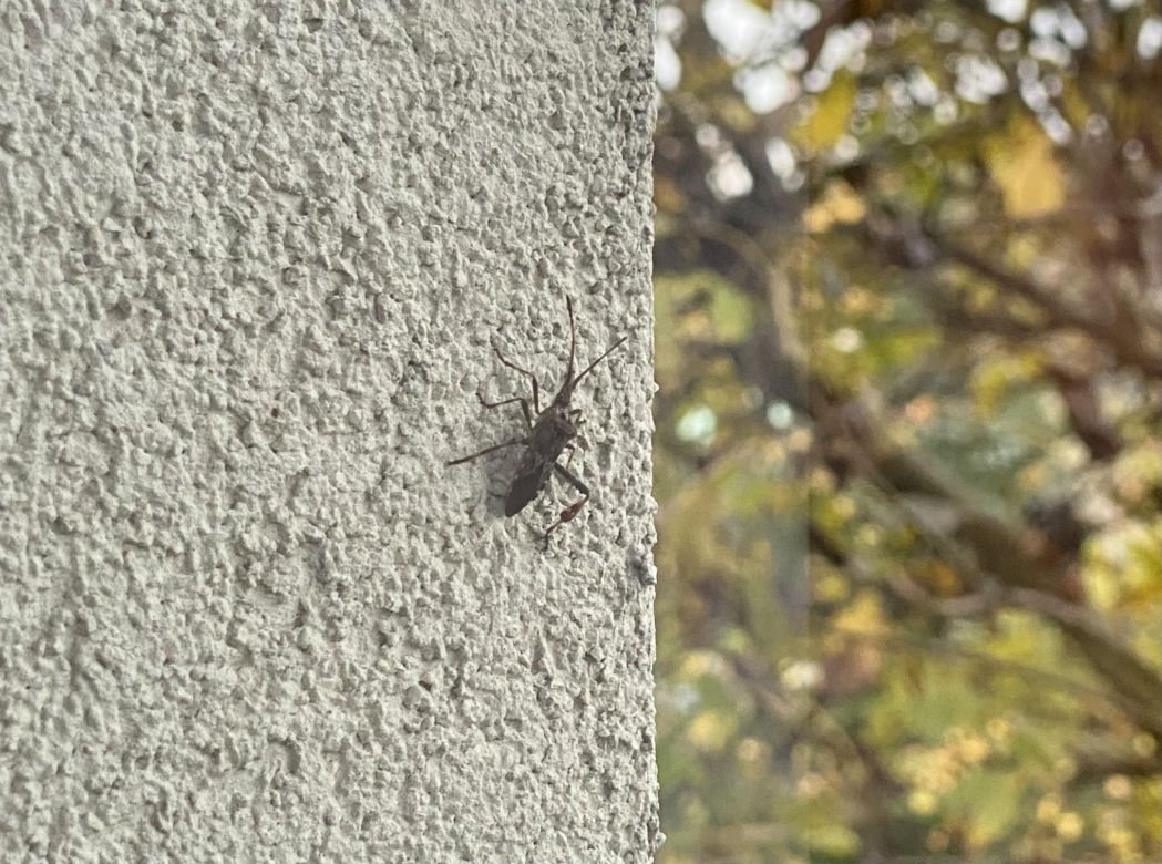 Wtyk amerykański jesienią wchodzi do domów