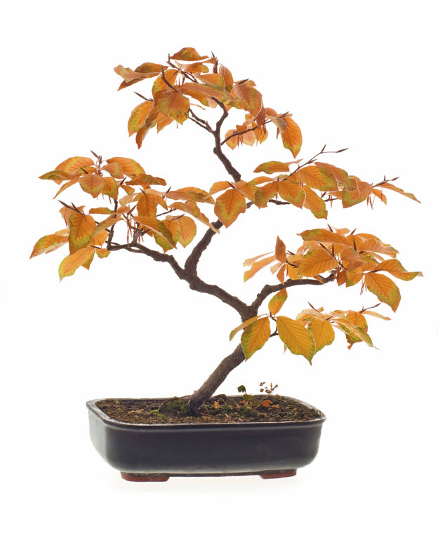 Drzewko bonsai