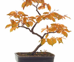bonsai