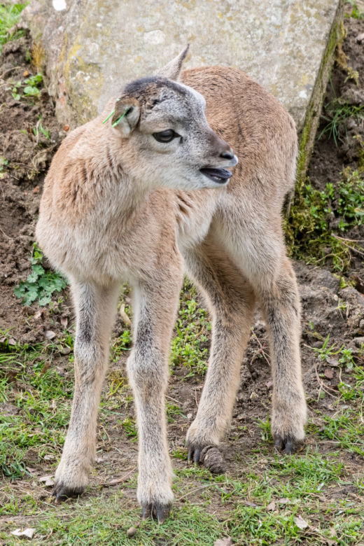 Baby boom we wrocławskim zoo