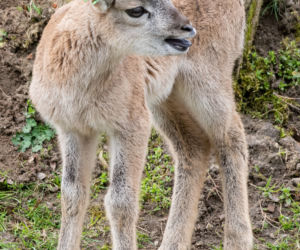Baby boom we wrocławskim zoo