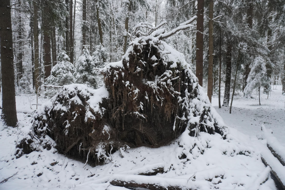 To miejsce zimą przypomina Narnię. Las Zwierzyniecki znajduje się w sercu Białegostoku [ZDJĘCIA]