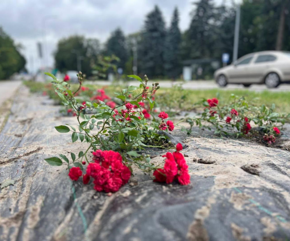 W Zamościu pojawiły się róże. Kwiaty posadzono przy ul. Piłsudskiego