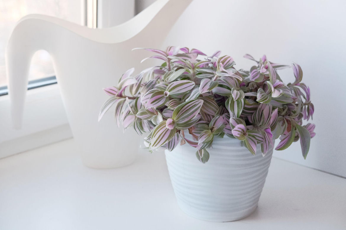 Trzykrotka 'Nanouk'