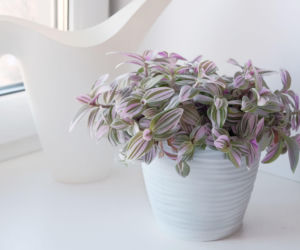 Trzykrotka 'Nanouk'