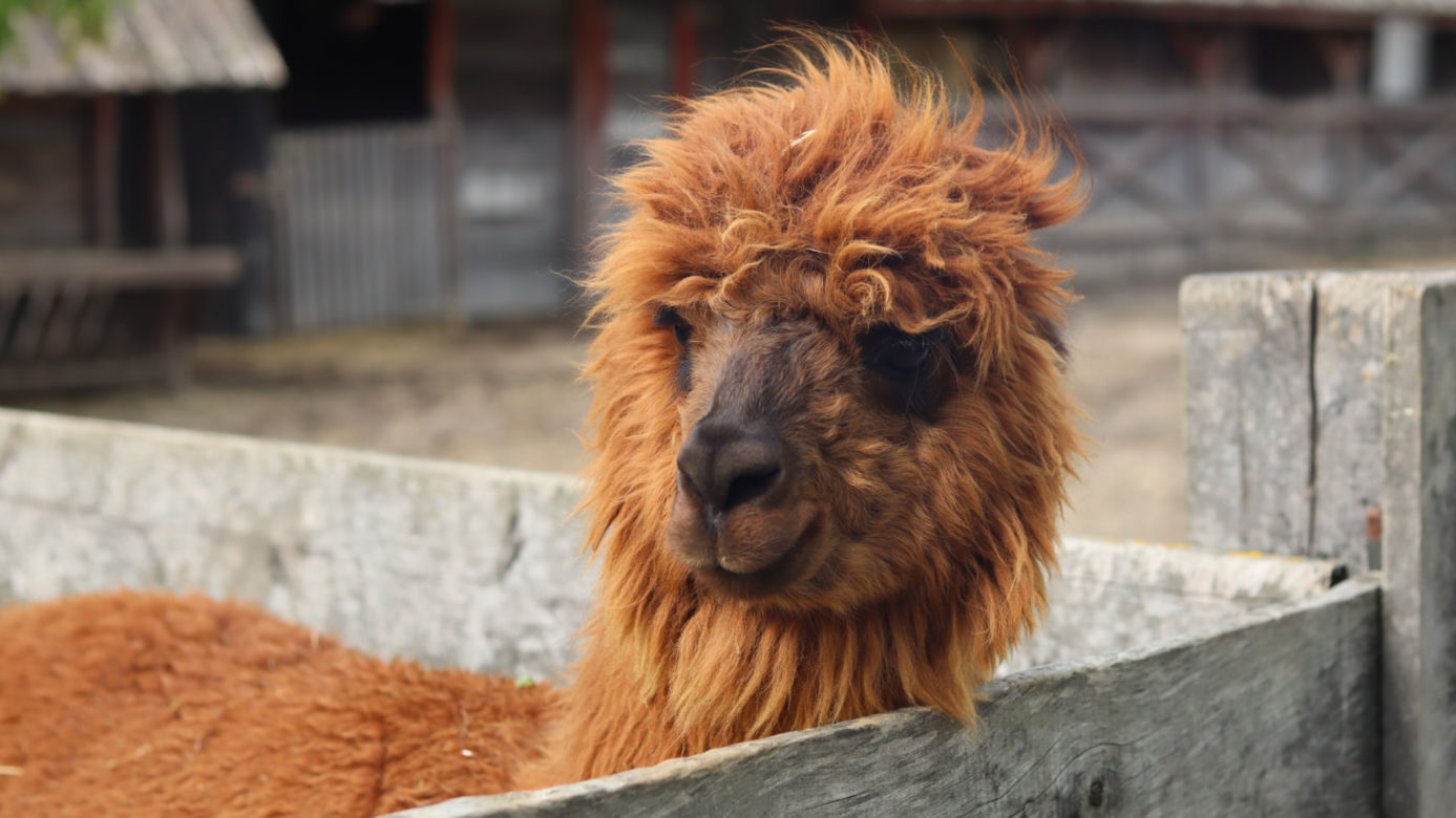 Pomysł na wycieczkę niedaleko Lublina? Zoo w Wojciechowie to idealny kierunek!